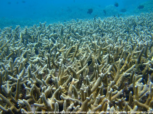 Coral cuerno de ciervo 